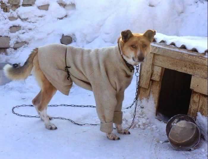 дворовая собака в кофте