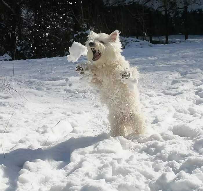 собака ловит снежки