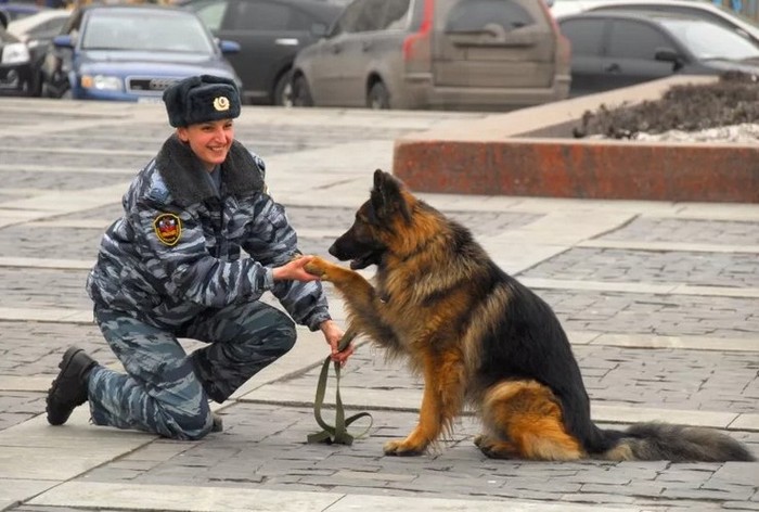 Собаки в полиции: какие породы могут служить в силовых структурах?