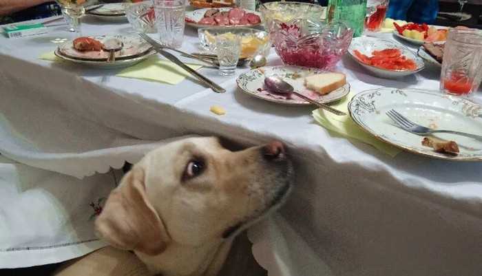 как отучить собаку выпрашивать еду со стола