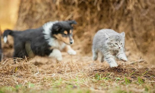 почему собаки гоняются за кошками