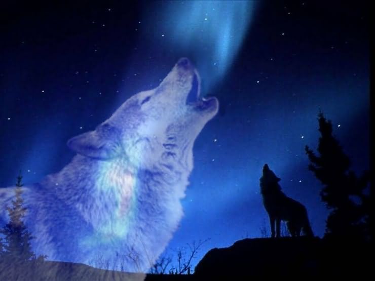 почему собаки и волки воют на луну