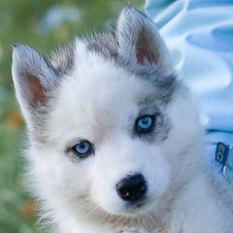 Хаски собака фото с голубыми глазами